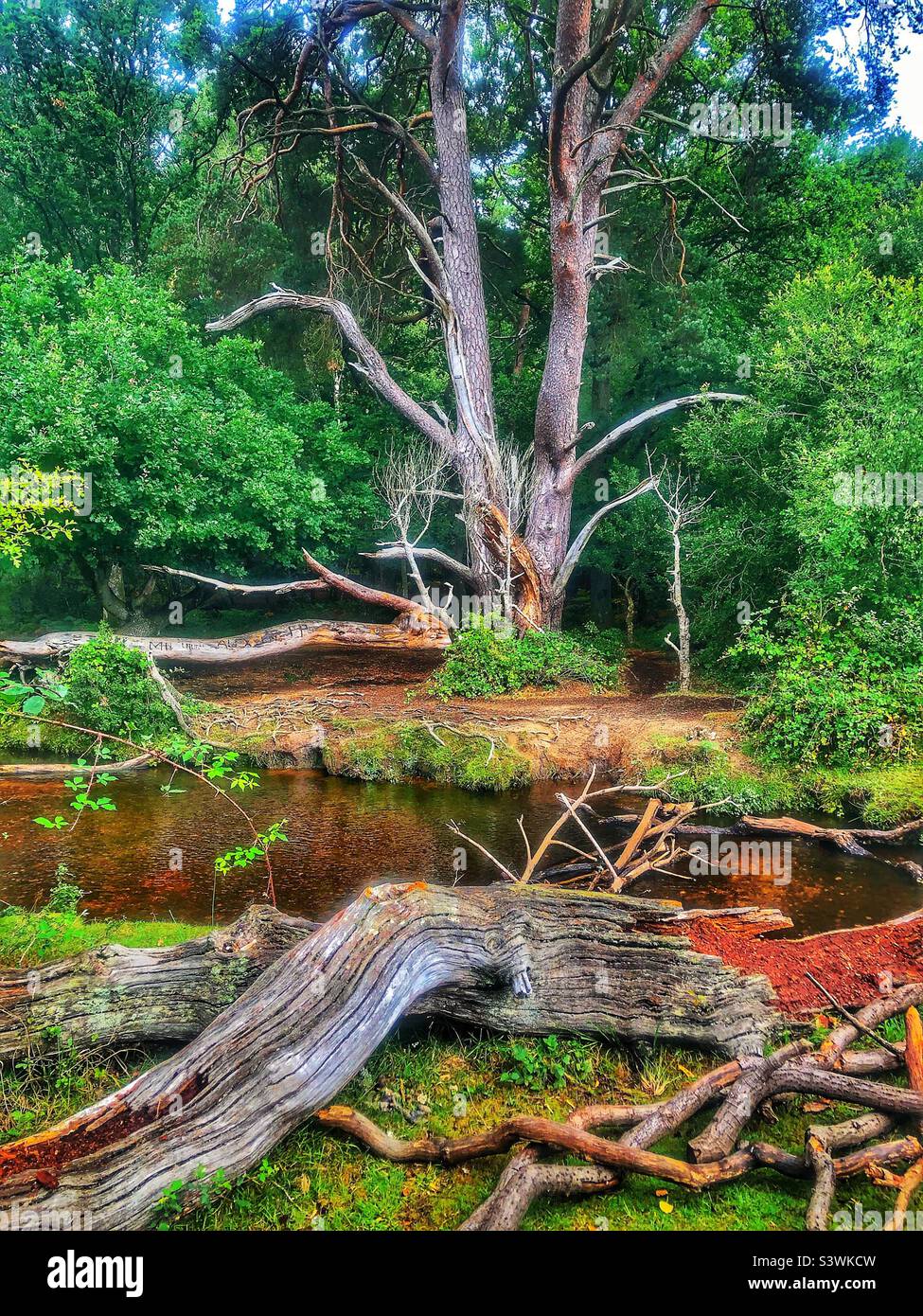 Pine tree and it’s fallen branches on the banks of Ober Water stream in the New Forest National Park, Hampshire United, Kingdom - Smartphone Captured Stock Image