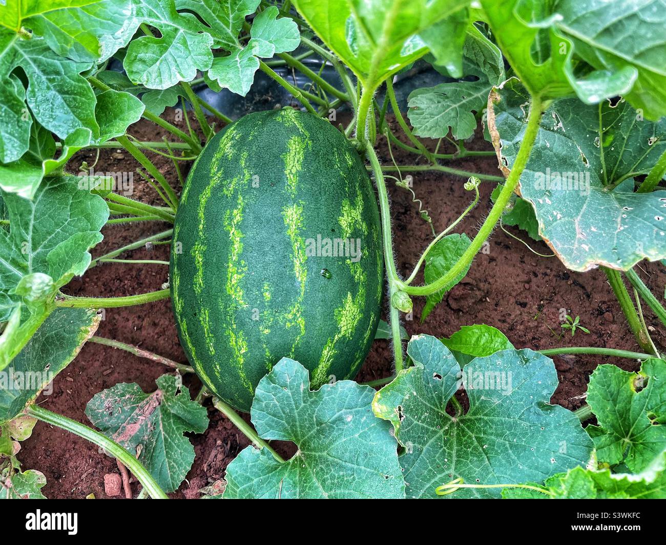 Watermelon growing in the garden Stock Photo Alamy