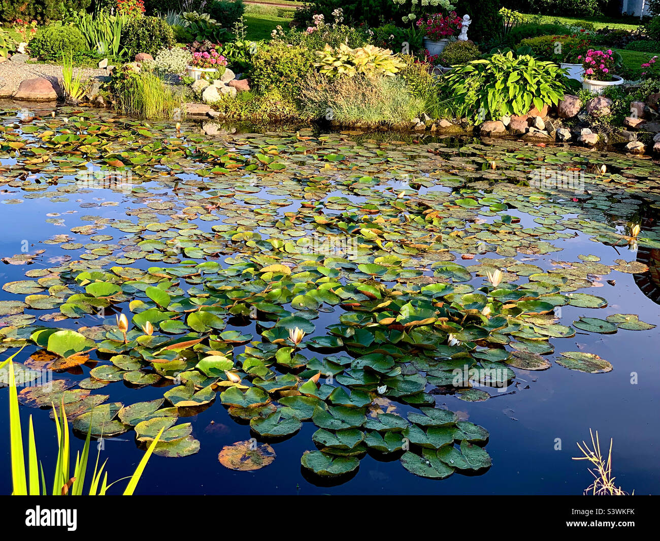 small decorative pond with water lilies Stock Photo Alamy