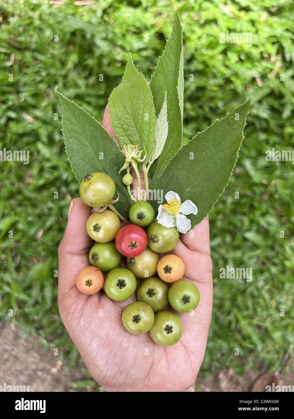 Muntingia calabura jamaican cherry fruit sri lankn jam Stock Photo