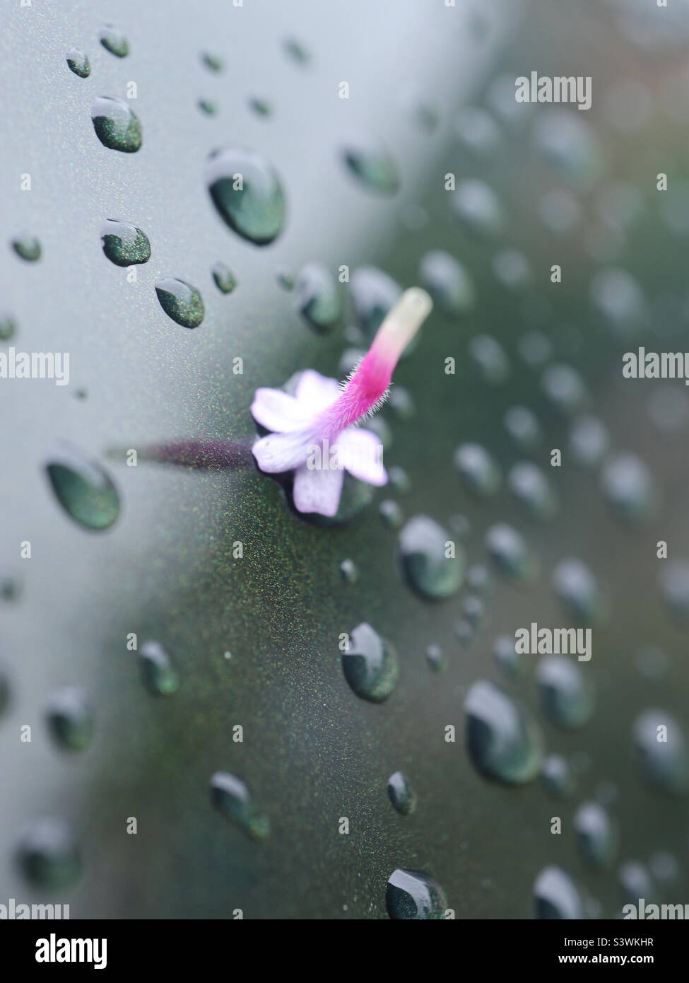 Rain and Flowers on a BMW i4 - Smartphone Captured Stock Image