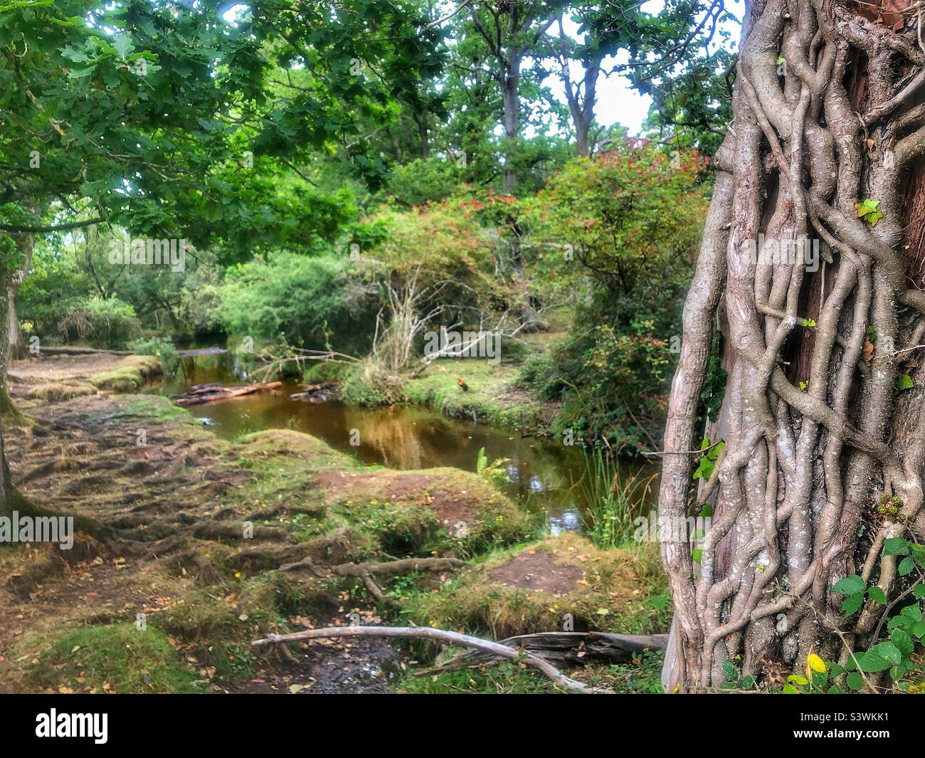 Ivy vine covered tree next to Ober Water stream in the New Forest National Park, Brockenhurst, Hampshire, United Kingdom - Smartphone Captured Stock Image