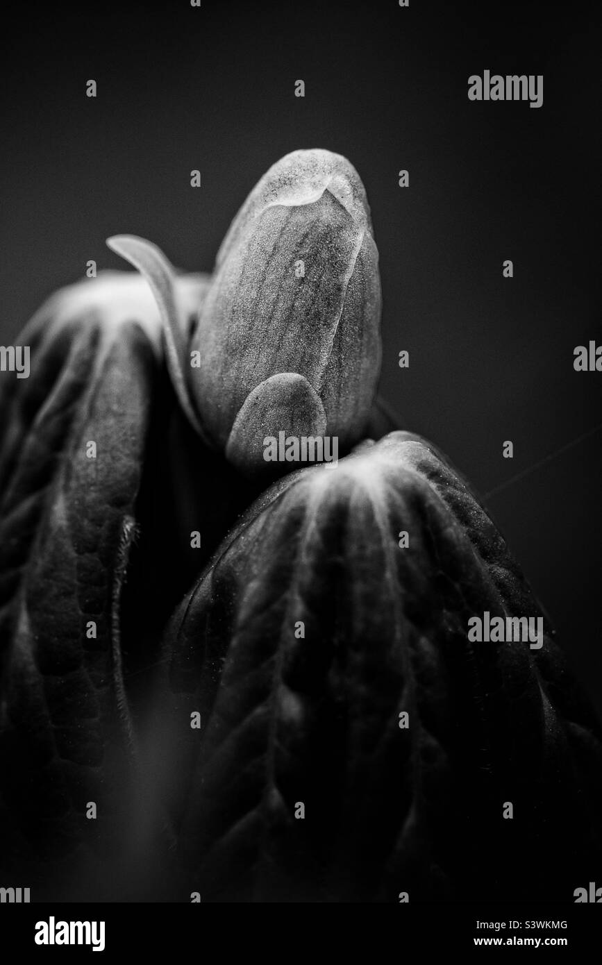 May apple bud Stock Photo Alamy