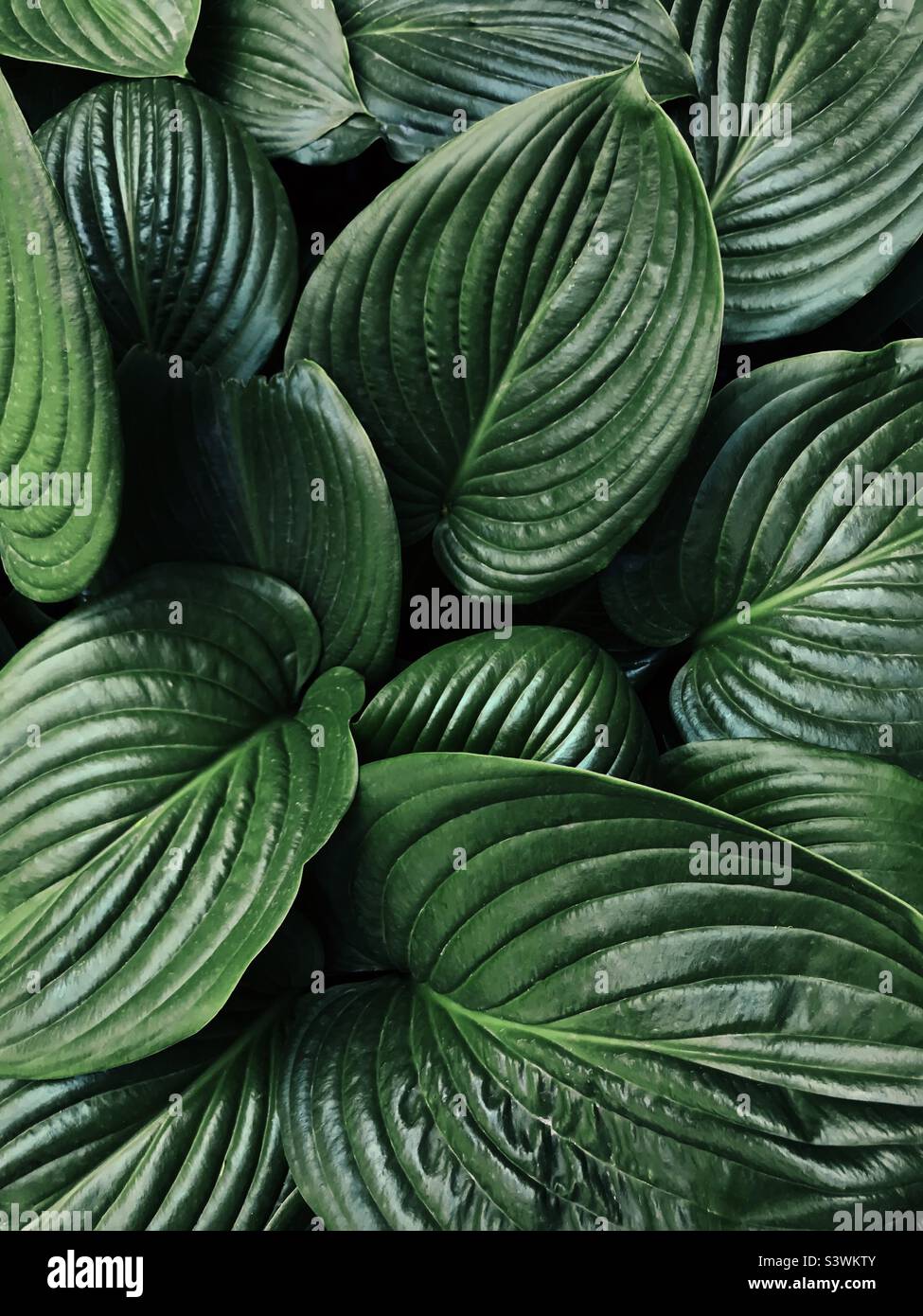 Green tropical leaves background Stock Photo Alamy