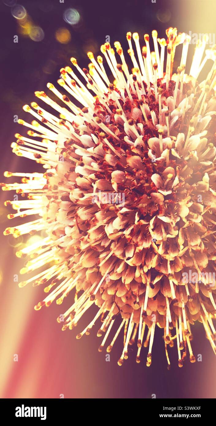 Beautiful sunlit spiky Buttonbush bloom cropped, an up close / macro shot. Stock Photo