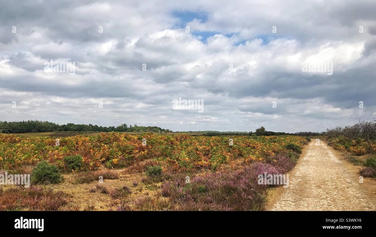 Vibrant colour in the Nee Forest - Smartphone Captured Stock Image