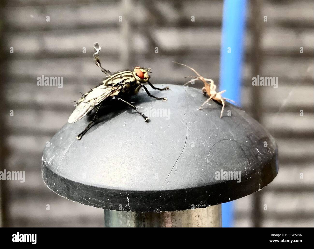 Fly and spider stand off - Smartphone Captured Stock Image