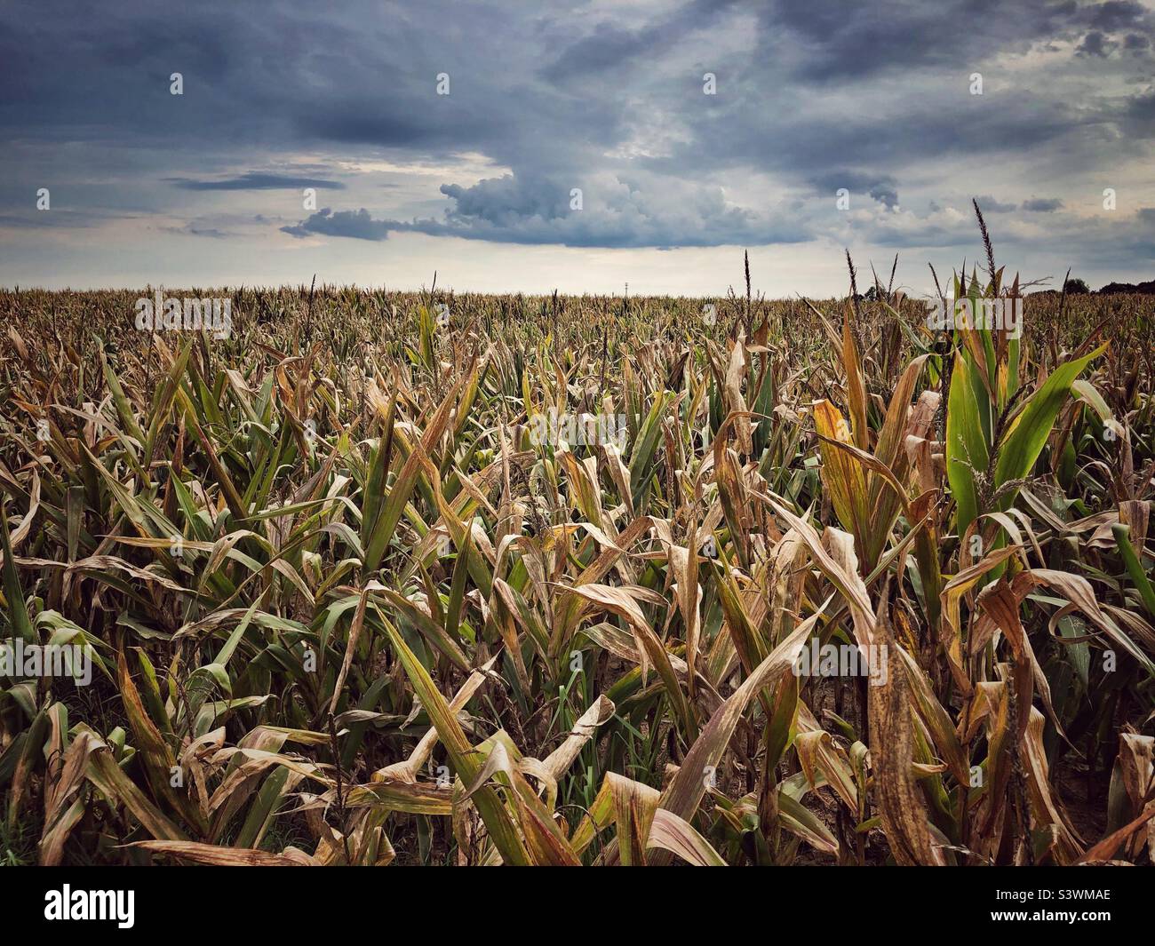 Field of ripening seed corn in summer, North Carolina Stock Photo