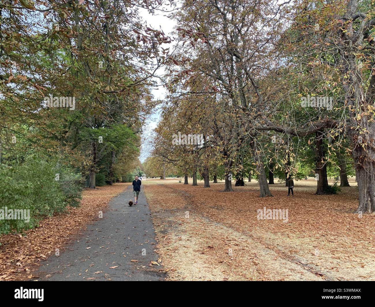 Autumn leaves in August walking through Kensington Gardens London. Scorched ground and trees