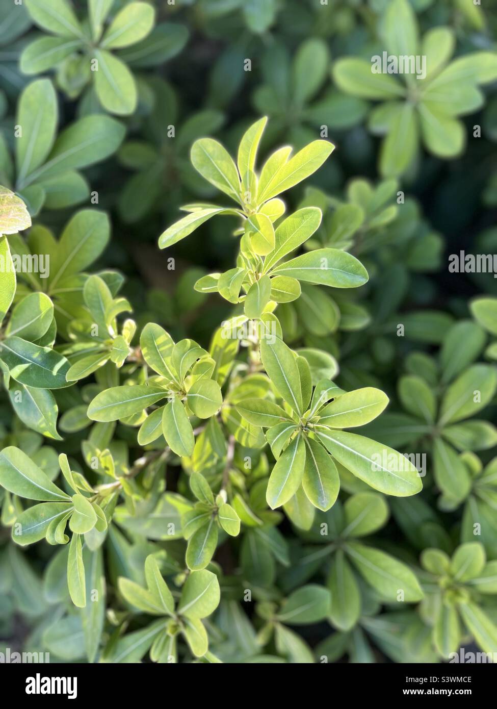 nature does nothing useless🌿 Stock Photo Alamy