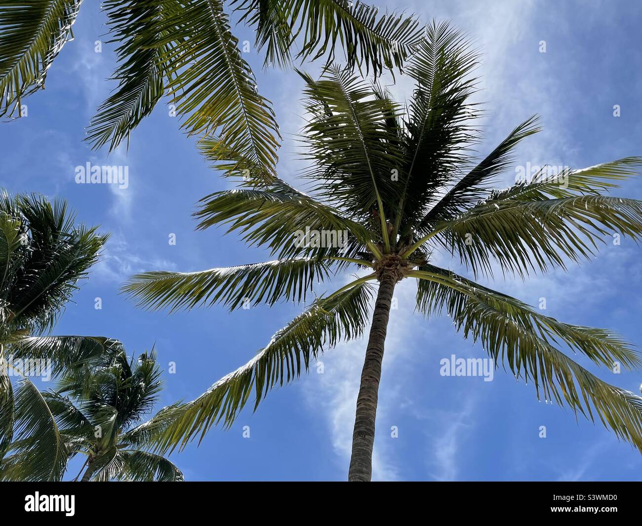 Looking up through palm leaves - Smartphone Captured Stock Image