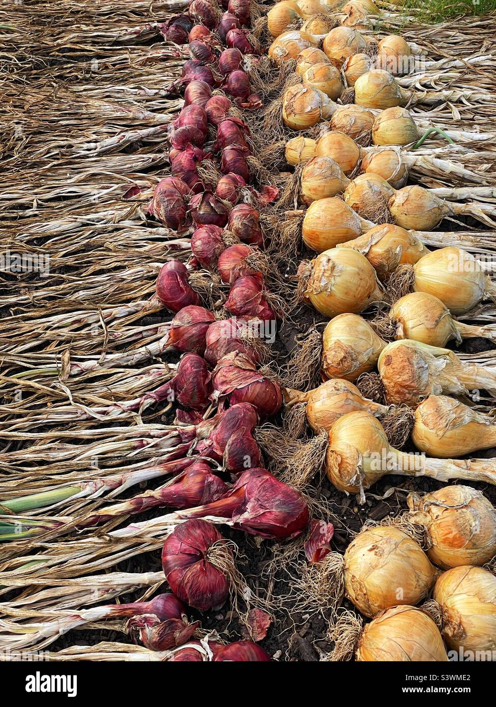Onion laid out to dry in a garden. Red Brunswick and Alisa Craig varieties. August. Stock Photo
