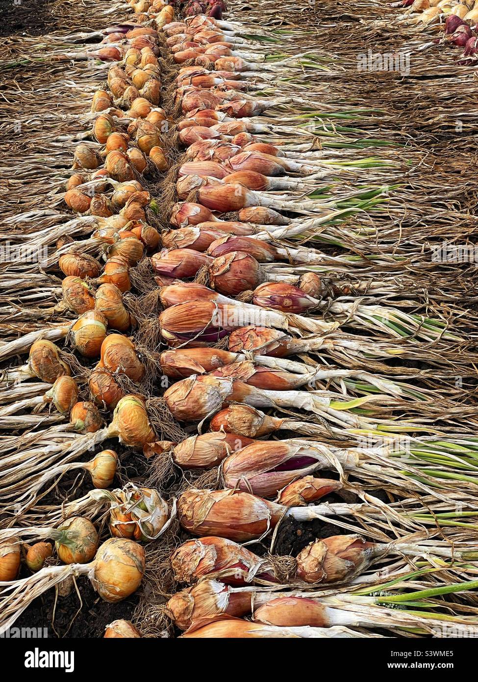 Onions laid out to dry after harvesting. Giant Stuttgart (left) and Long Red Florence varieties. Stock Photo