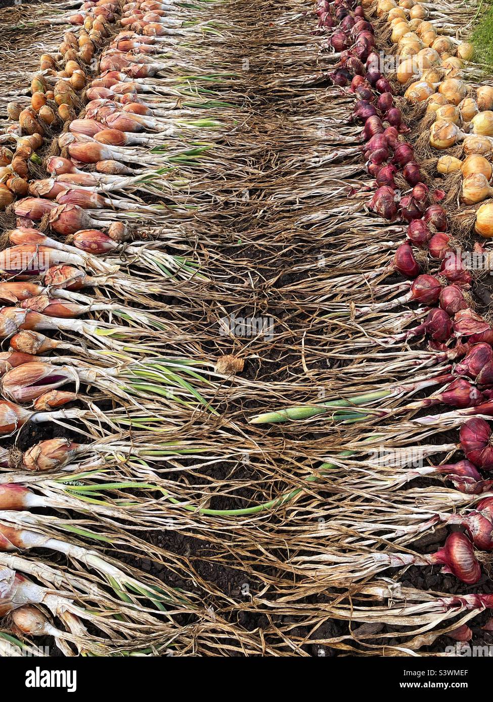Rows of different onions laid out to dry after digging up, August. Stock Photo