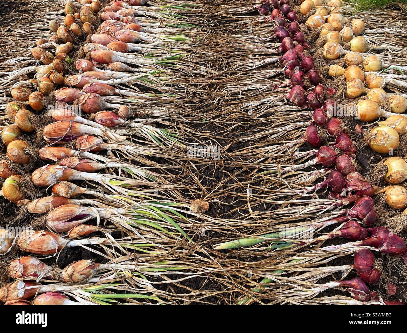 Rows of onions laid out to dry after digging up. August. Stock Photo