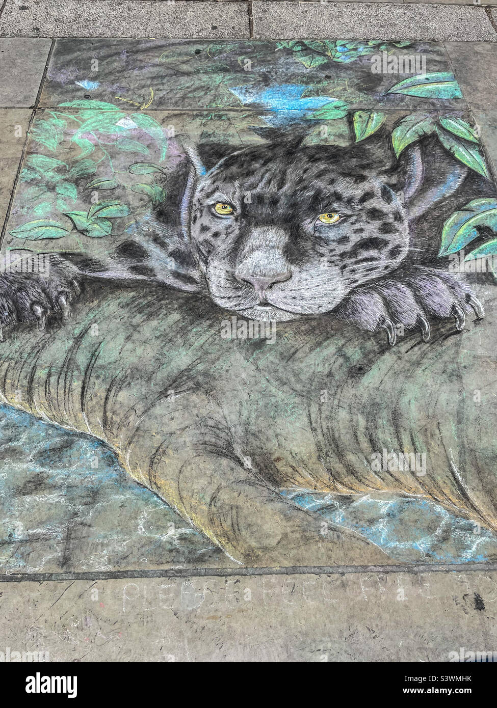 Chalk pavement drawing of a big cat Stock Photo