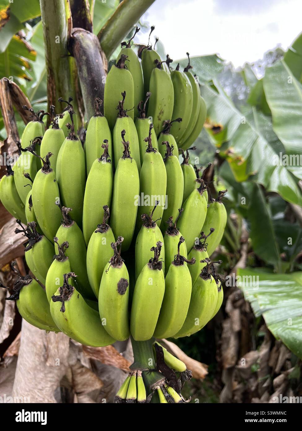 Caribbean fruit hi-res stock photography and images - Alamy