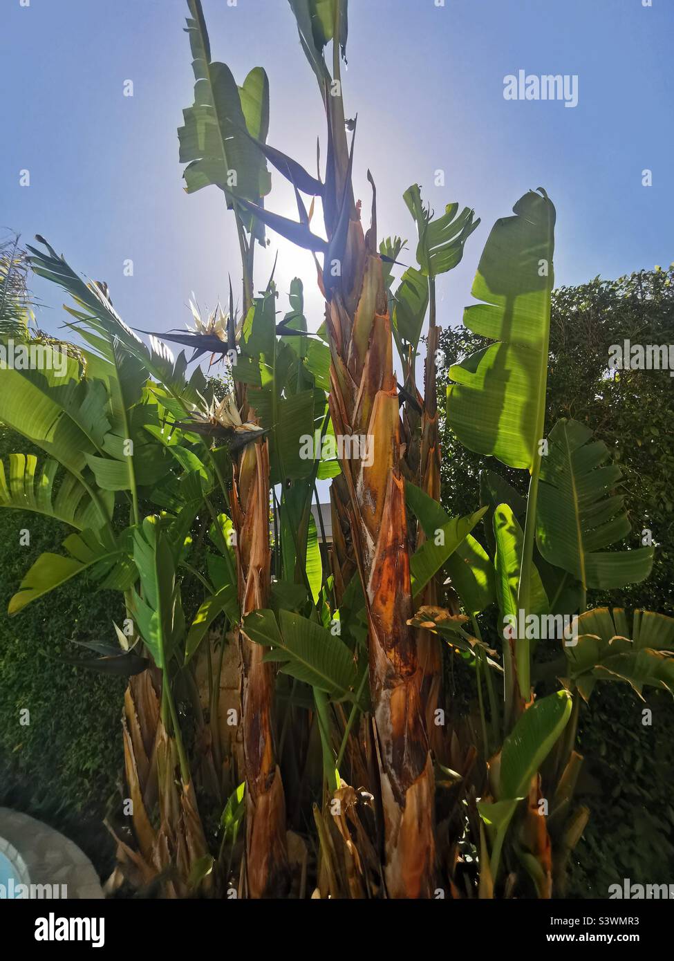 banana trees in sunlight Stock Photo Alamy