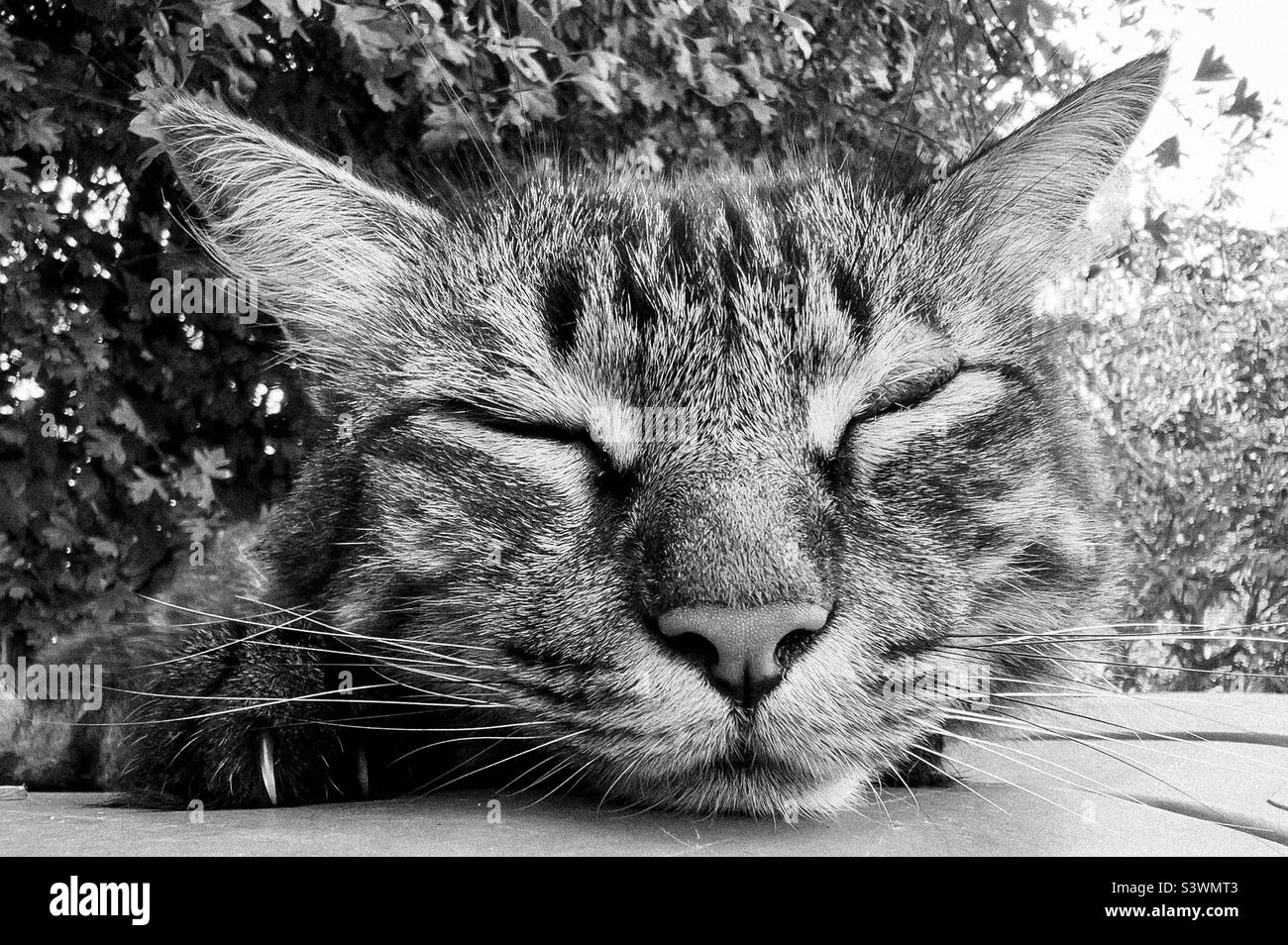 Snoozing Tabby Cat In Black And White Stock Photo Alamy snoozing-tabby-cat-in-black-and-white-stock-photo-alamy