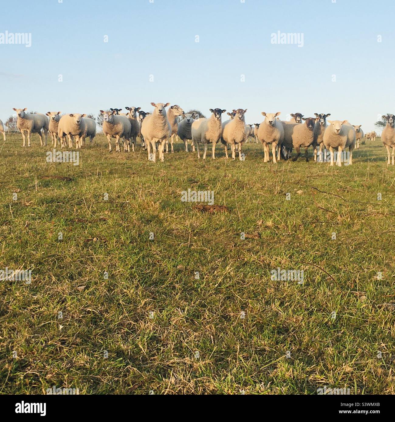 Row of sheep looking at camera - Smartphone Captured Stock Image