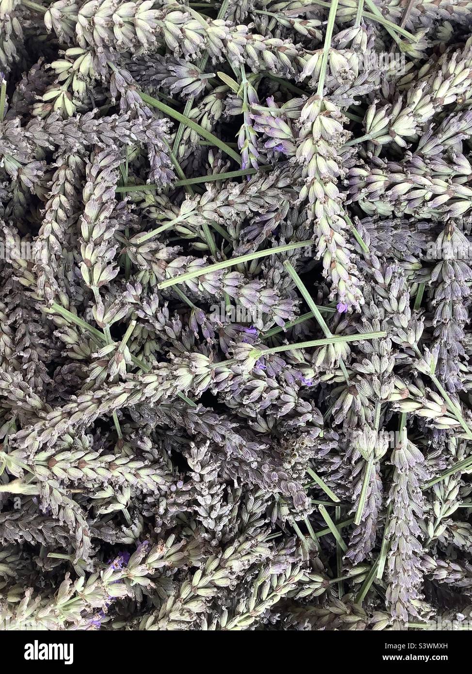 Strong smelling plant hires stock photography and images Alamy