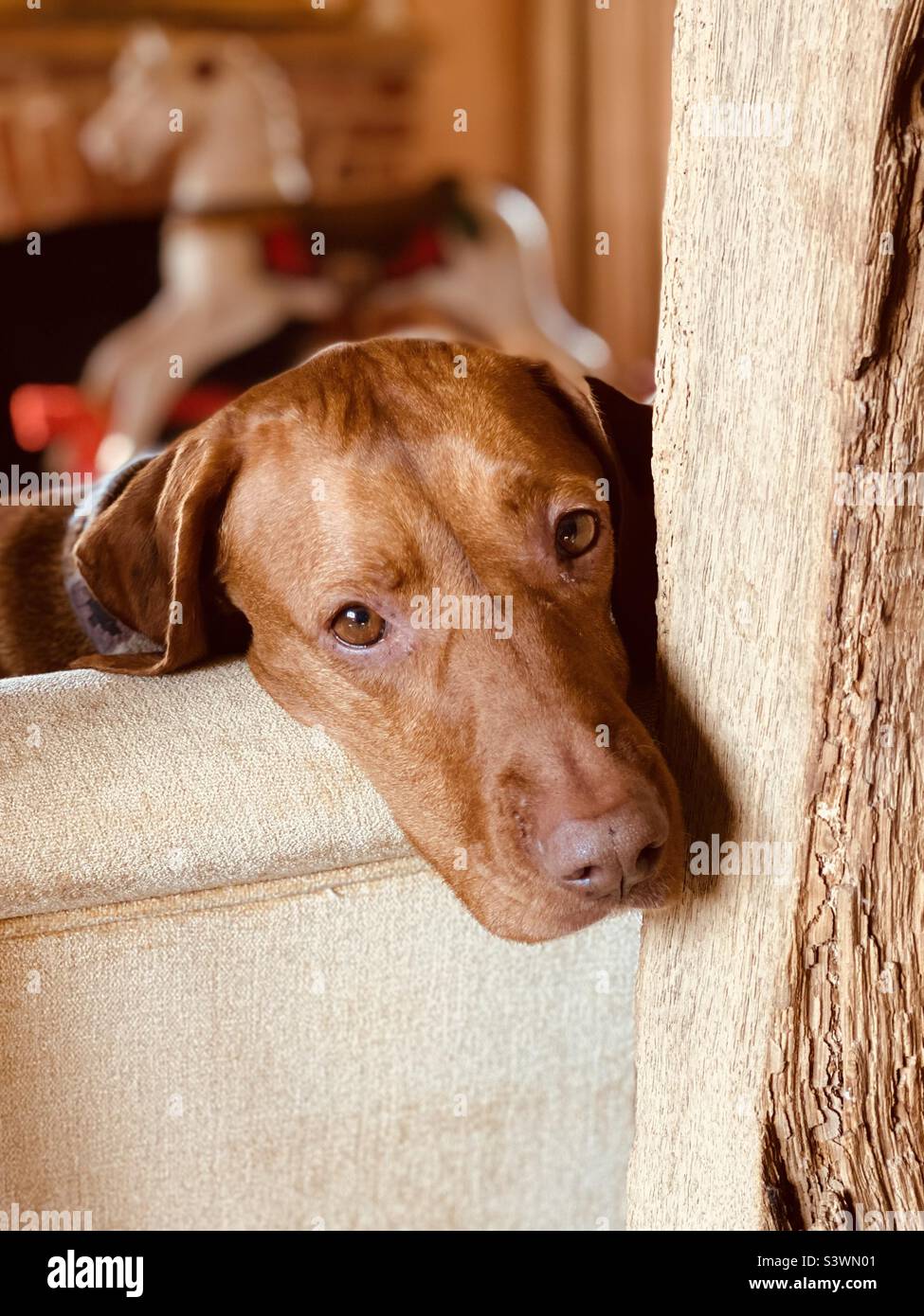 Hungarian Vizsla - Smartphone Captured Stock Image