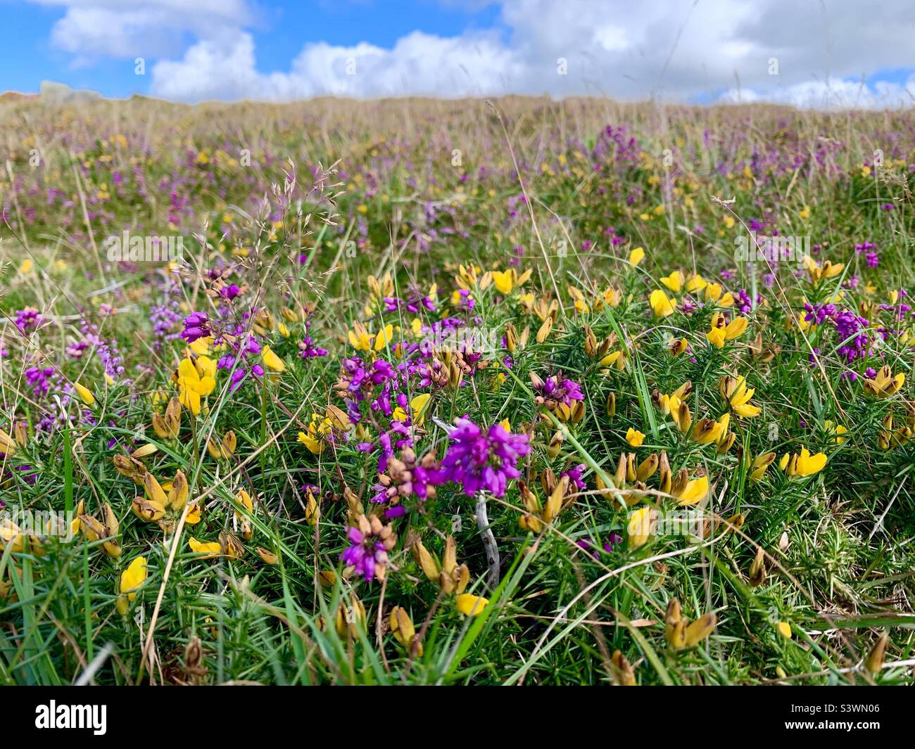 Yellow gorse and purple heather on moorland with blue sky - Smartphone Captured Stock Image