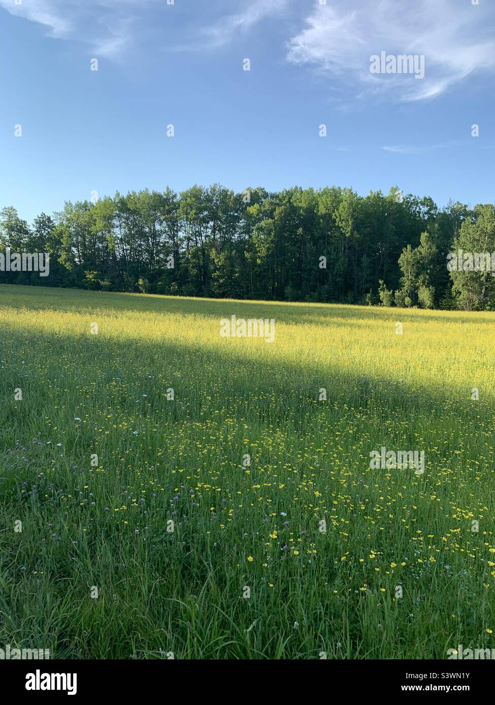 Deciduous green trees set against a blue sky and green field with