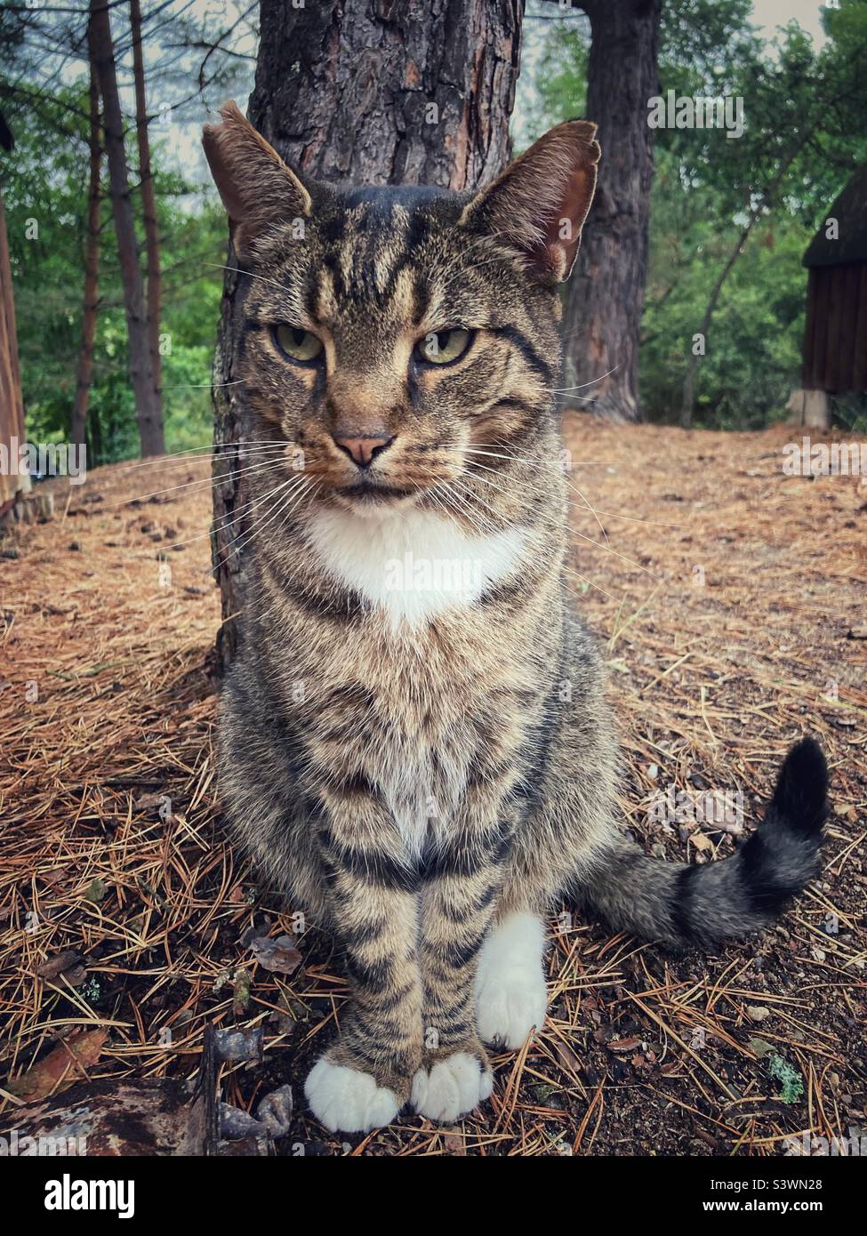 A tomcat sitting in front of a pine tree - Smartphone Captured Stock Image