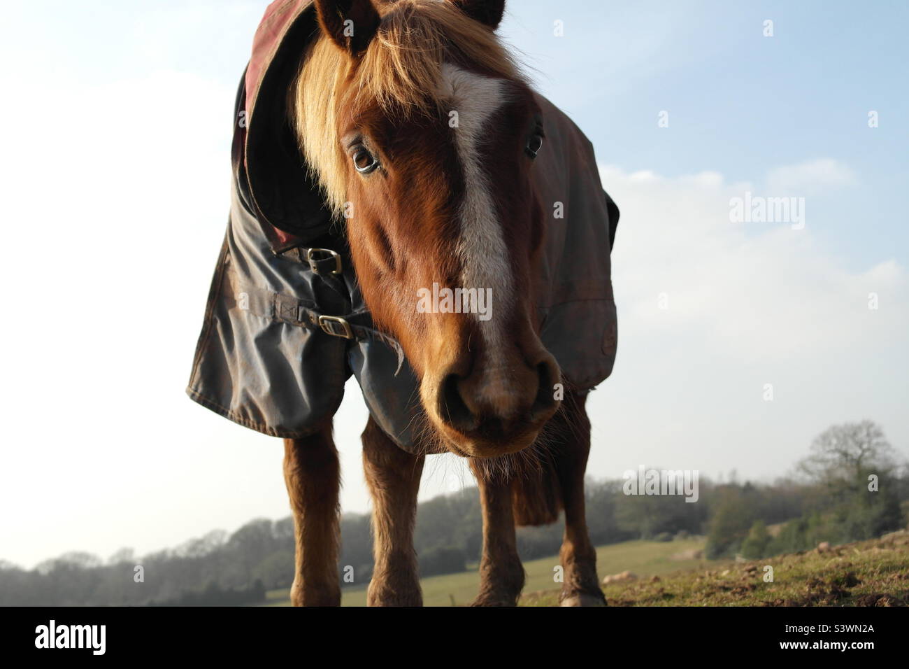 Curious Pony Looking Down Stock Photo Alamy