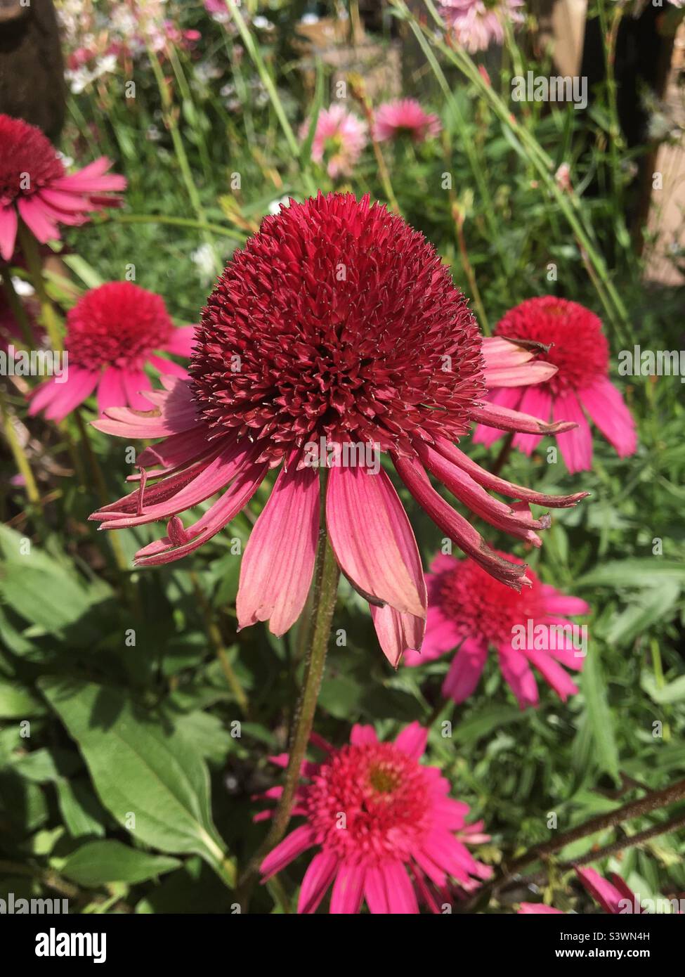 Red Echinacea Delicious Candy flower plant - Smartphone Captured Stock Image