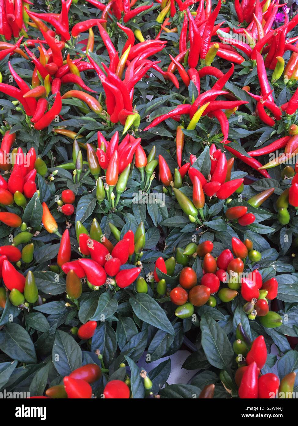Ripe red chilli pods - Smartphone Captured Stock Image