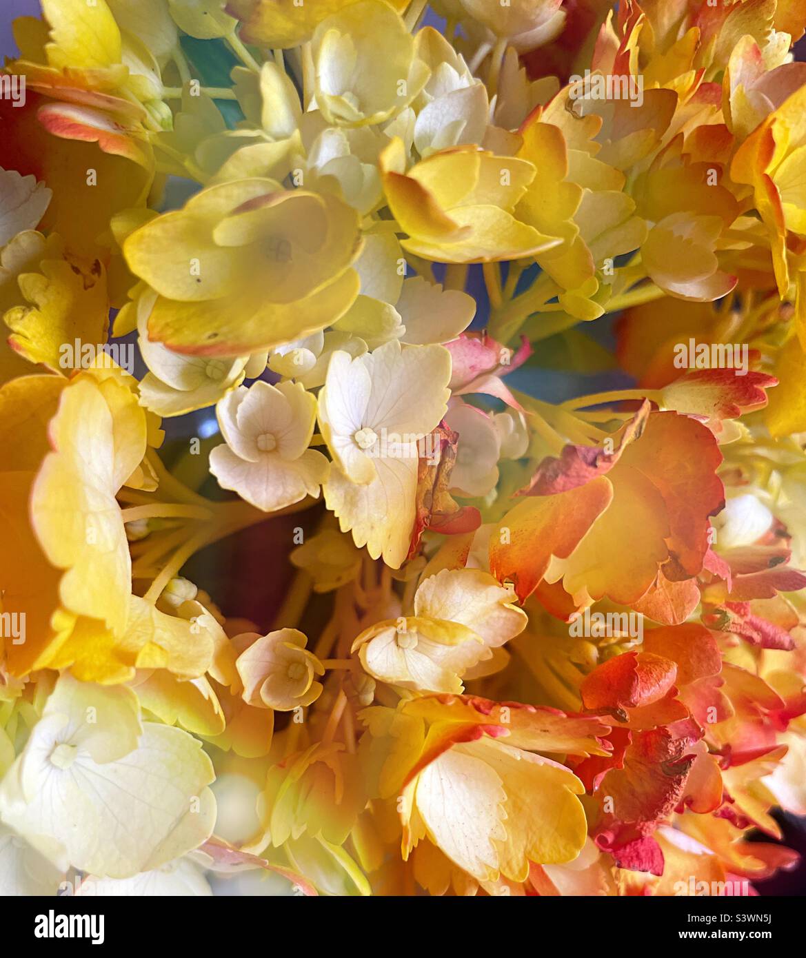 Close up of a bouquet of flowers, 2022, USA Stock Photo