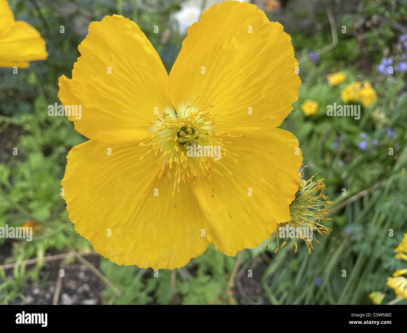 Iceland Poppy is a plant species of Poppies. Botanical name is Papaver