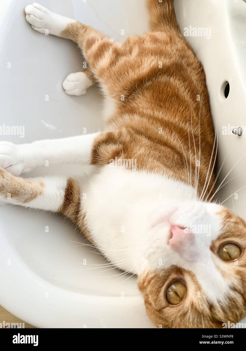 Ginger tabby cat relaxing in a sink Stock Photo