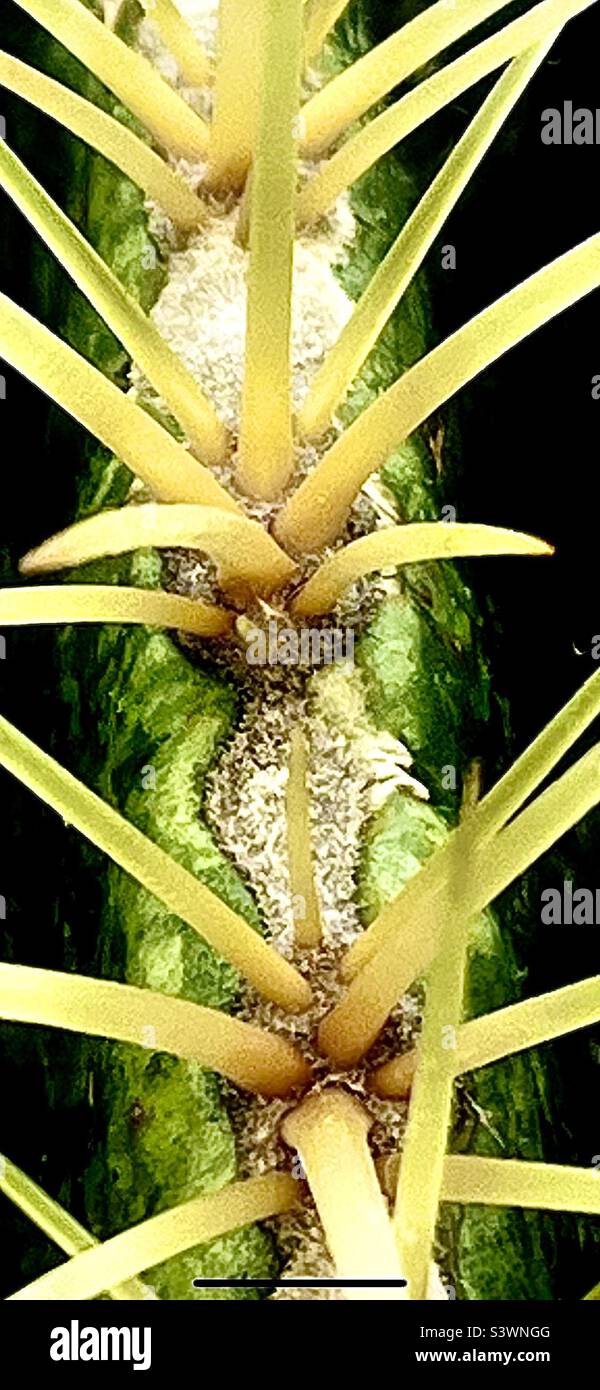 Plant close up hi-res stock photography and images - Alamy