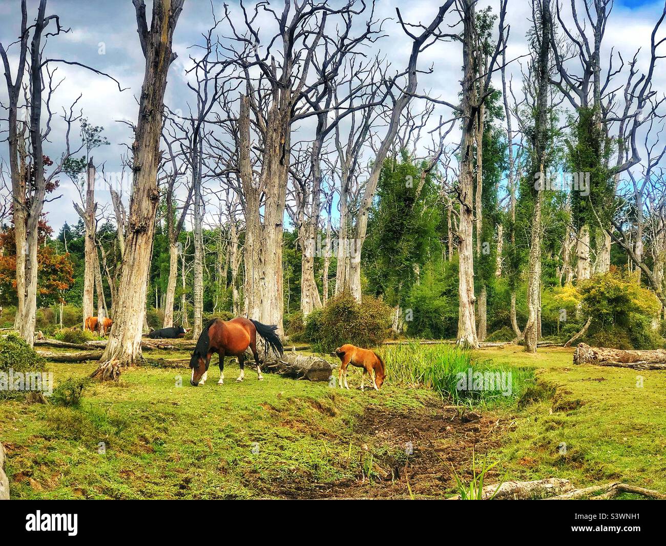 New Forest pony with foal grazing under dead oak forest and next to dried up Highland Water stream during a summer drought, August 2022 - Smartphone Captured Stock Image