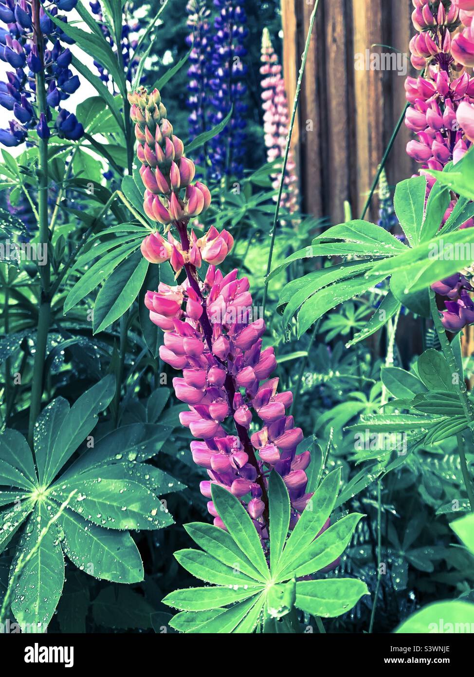 A lovely pink lupine - Smartphone Captured Stock Image