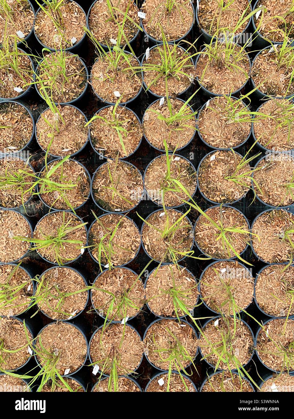Abstract background and texture of potted plants - Smartphone Captured Stock Image