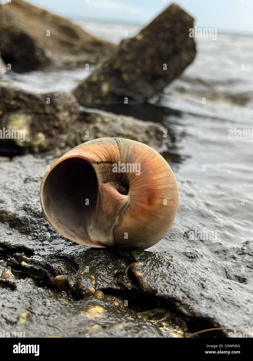 Bubble Seashell Handpicked on Marco Island or Sanibel Island in