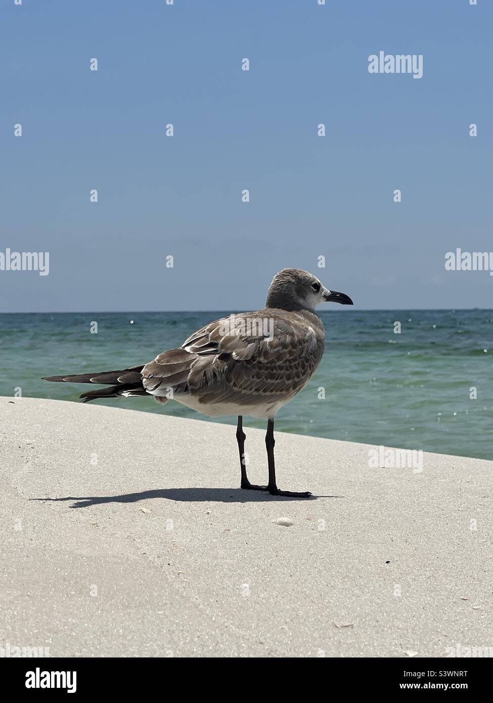 Seagull standing on the beach looking out onto the Gulf of Mexico Florida Emerald Coast Stock Photo