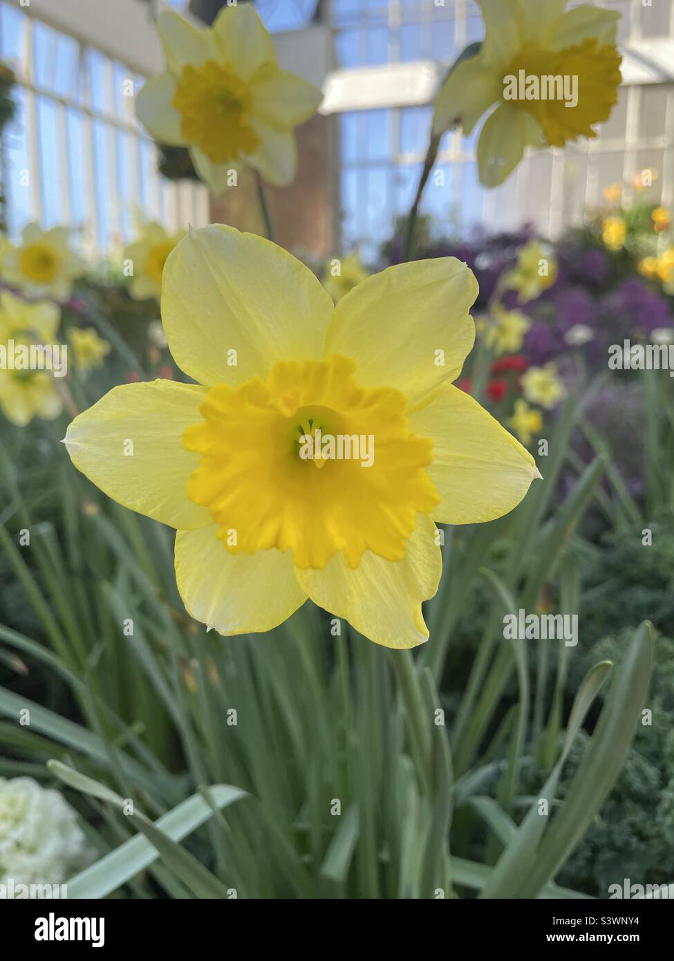 Wild daffodil, a species of Daffodils. It is also known as Lent lily or