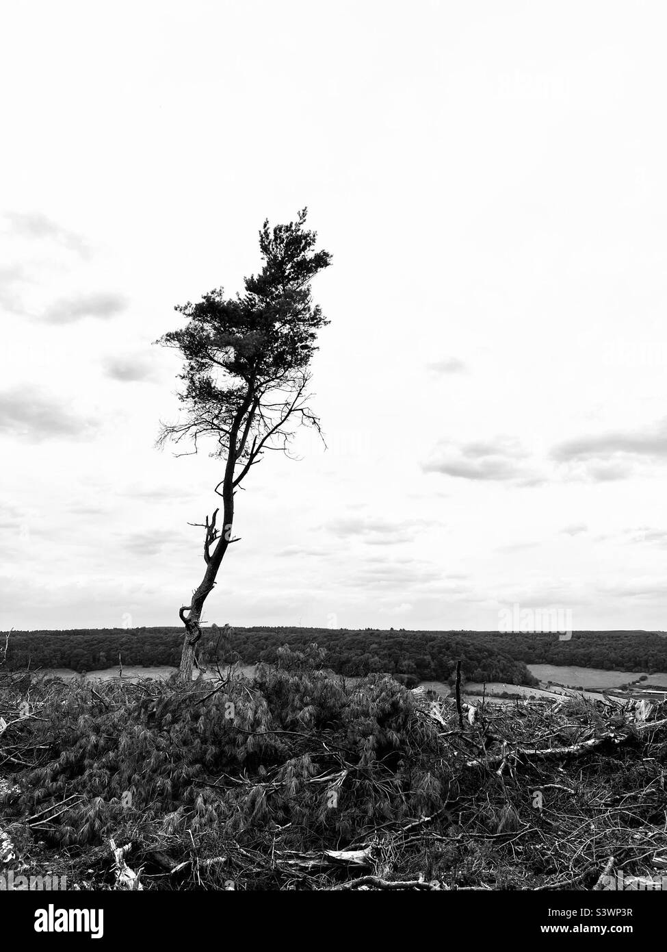 Lone, spindly tree on the edge of a felled forest - Smartphone Captured Stock Image