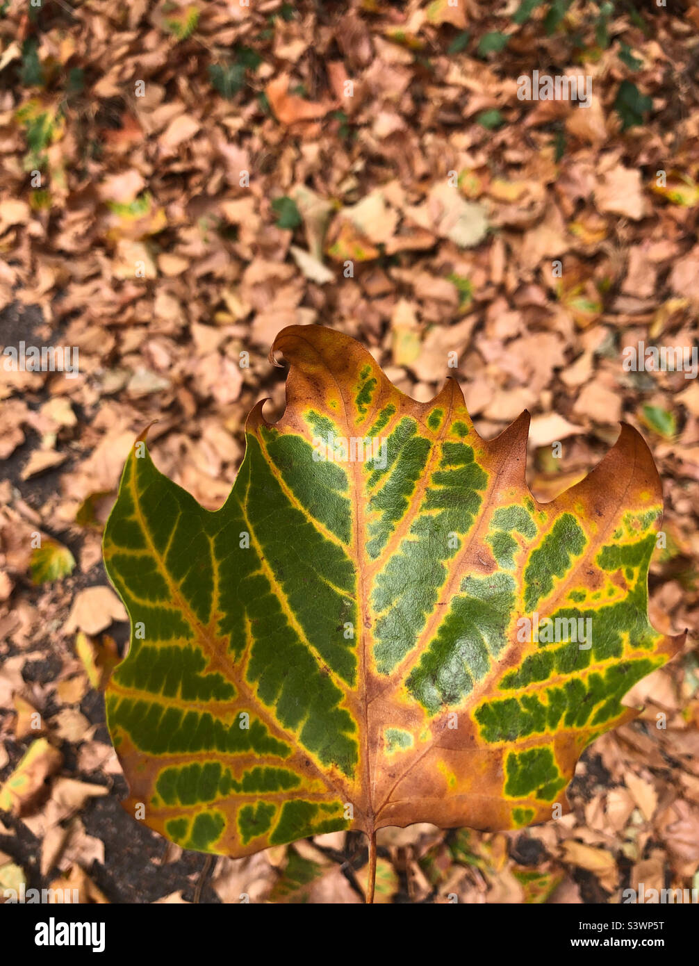 Autumn leaves Stock Photo