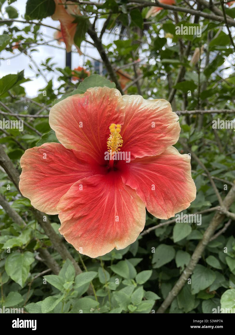 Sleeping hibiscus is a plant in the hibiscus family that we grow as an  ornamental plant. There are many varieties, each species has different  flower s Stock Photo - Alamy