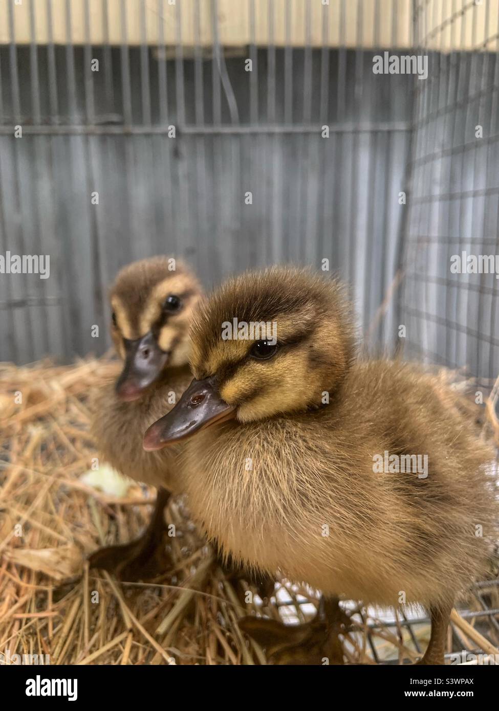 Two Ducklings - Smartphone Captured Stock Image