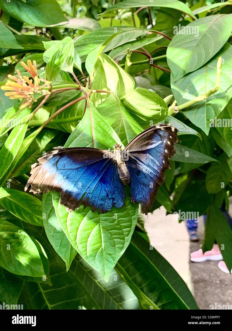 Blue butterfly and leaves hires stock photography and images Alamy