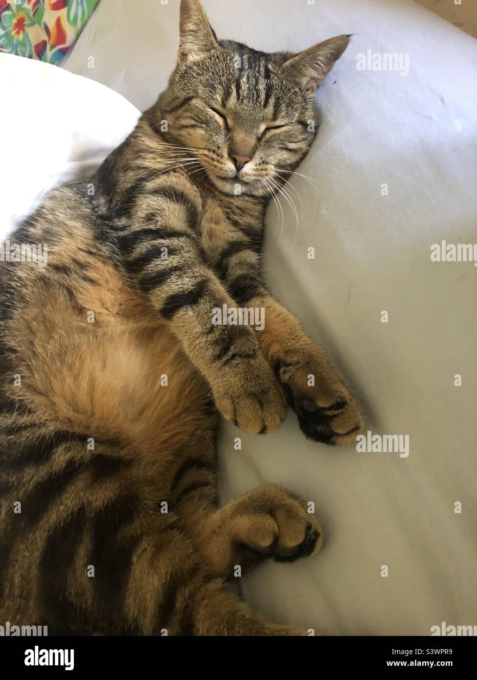 Cute cat sleeping on a bed Stock Photo Alamy
