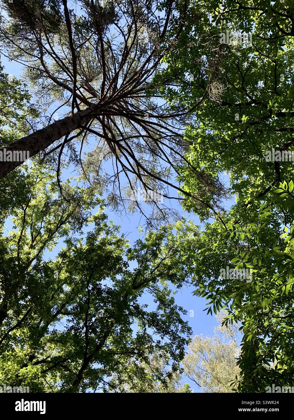Looking up into tree canopies - Smartphone Captured Stock Image
