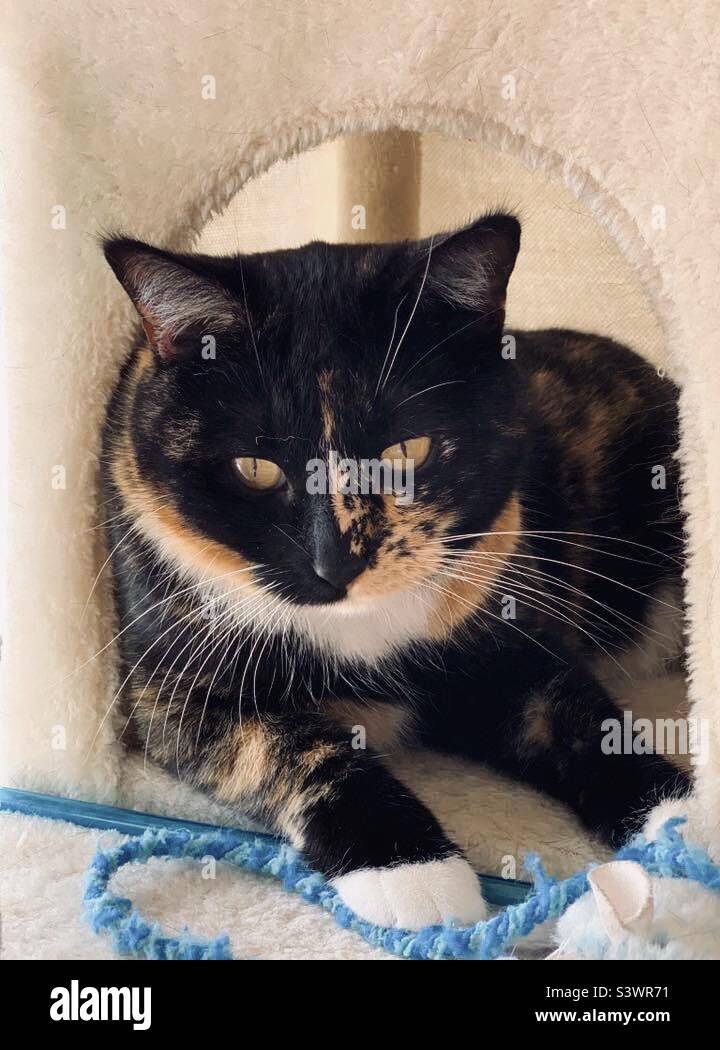 Female calico cat resting in her cat tree. Stock Photo